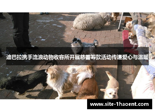 迪巴拉携手流浪动物收容所开展慈善筹款活动传递爱心与温暖 迪巴拉携手流浪动物收容所开展慈善筹款活动传递爱心与温暖